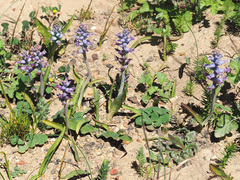 Lachenalia orchioides parviflora