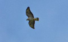 Buteo buteo bannermani
