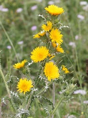 Scolymus grandiflorus