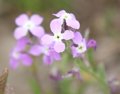Matthiola tricuspidata