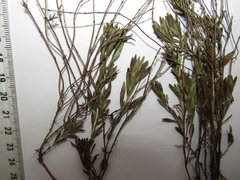 Thymus odoratissimus