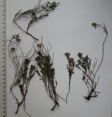 Thymus odoratissimus