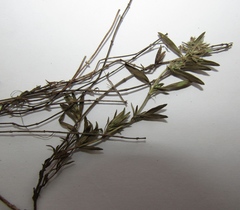 Thymus odoratissimus