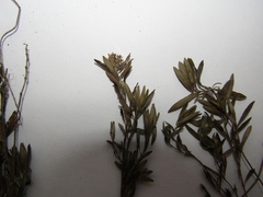 Thymus odoratissimus