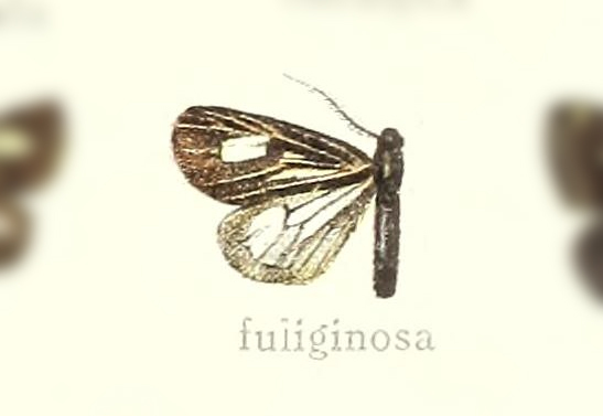Polypoetes fuliginosa