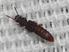 Thoracophorus