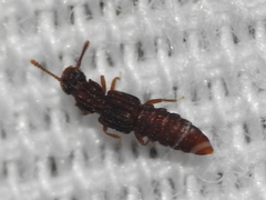 Thoracophorus