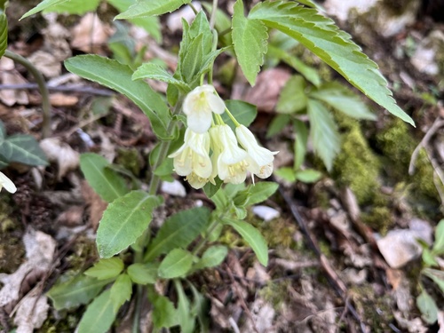 zubačka deväťlistá (Cardamine enneaphyllos)