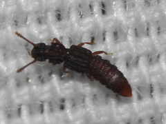 Thoracophorus