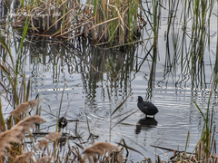 Fulica atra