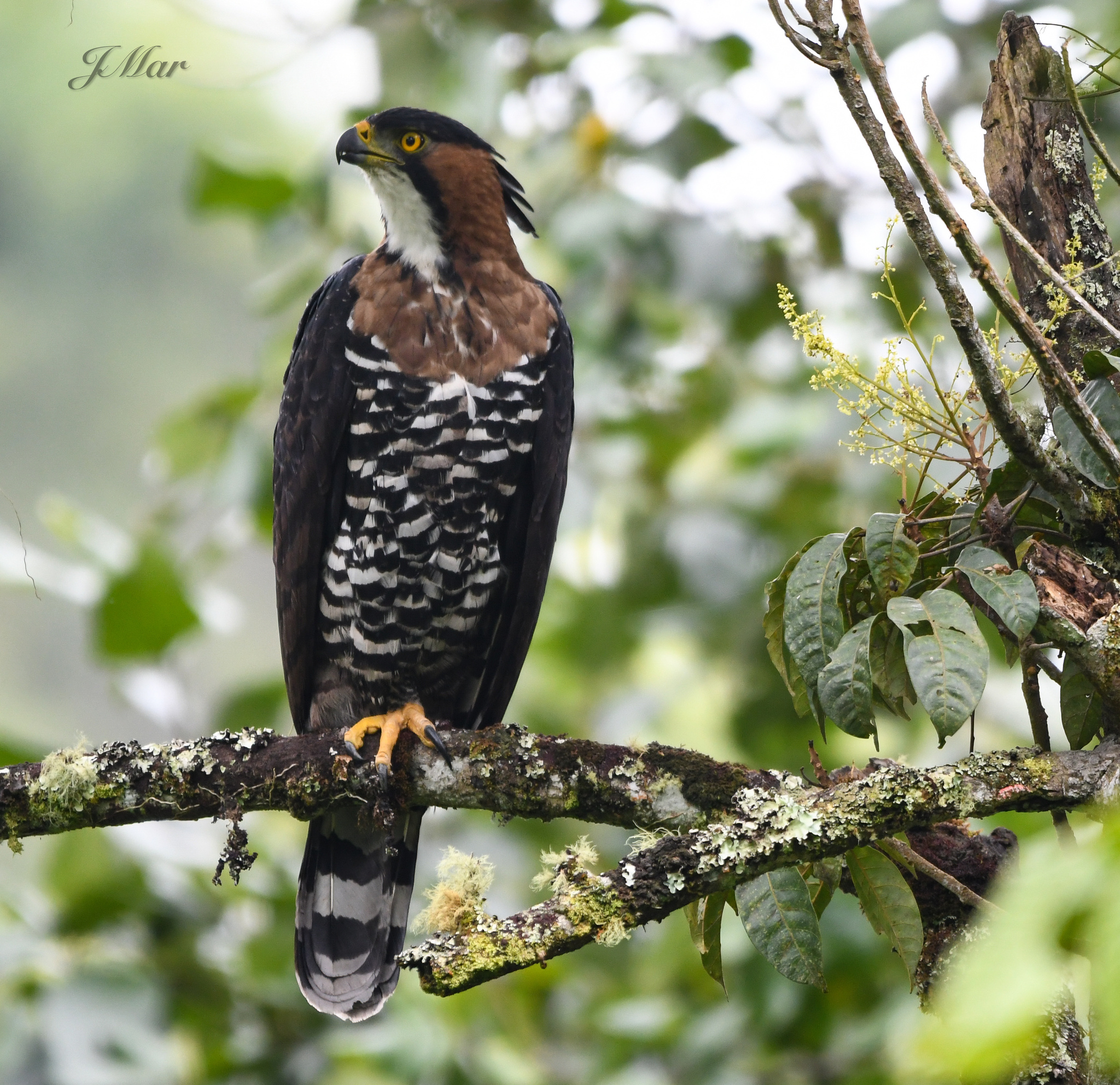 Águila Elegante (Spizaetus ornatus) · NaturaLista Colombia