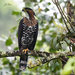 Águila Elegante - Photo (c) gabovinasco1, algunos derechos reservados (CC BY-NC)