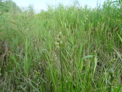 Carex tribuloides