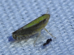 Scaphytopius elegans