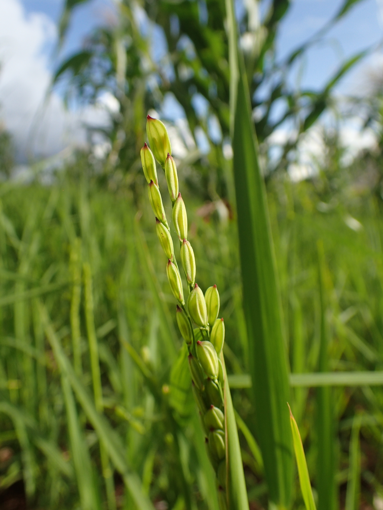 Oryza sativa L.