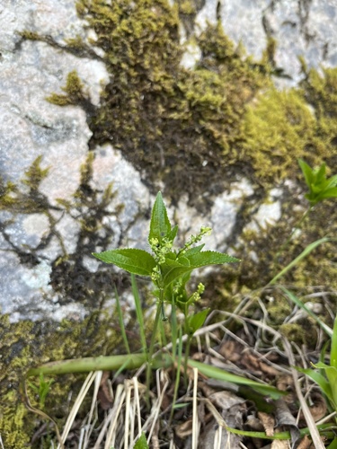 bažanka trváca (Mercurialis perennis)