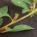 Ludwigia glandulosa - Photo (c) Dan Johnson, algunos derechos reservados (CC BY-NC)