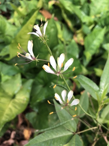 Toothed spiderflower (Cleome serrata)