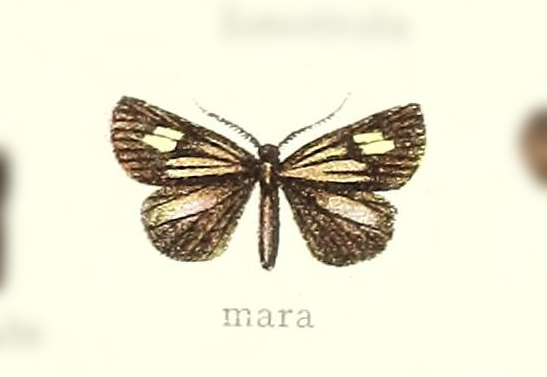 Polypoetes mara