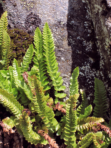 Image of Polystichum kruckebergii by (c) Timothy McNitt, some rights reserved (CC BY)