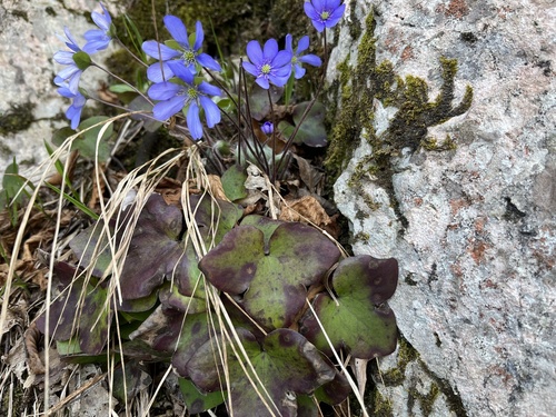 pečeňovník trojlaločný (Hepatica nobilis)