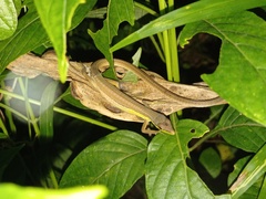 Takydromus sexlineatus