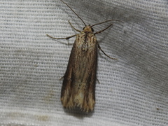 Crambodes talidiformis