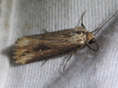 Crambodes talidiformis