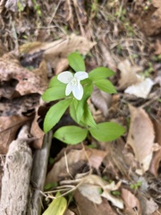 Anemonoides quinquefolia