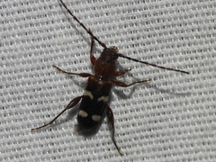 Phymatodes varius