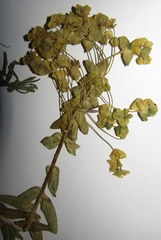Euphorbia goldei