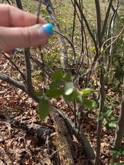 Corylopsis