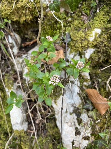 valeriána trojená (Valeriana tripteris)