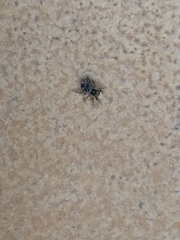 Salticidae