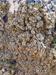 Xanthoparmelia loxodes