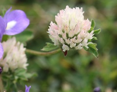 Trifolium pallidum
