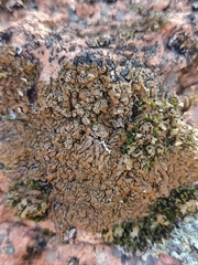 Xanthoparmelia loxodes