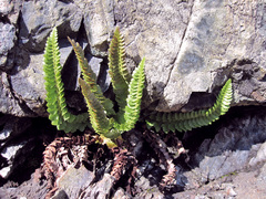 Polystichum kruckebergii