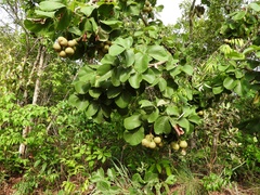 Caryocar brasiliense