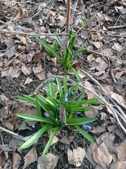 Scilla siberica