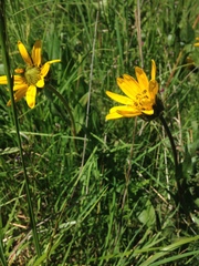 Wyethia angustifolia