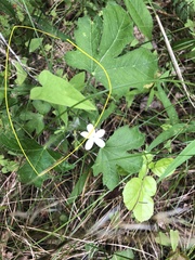 Calystegia catesbeiana