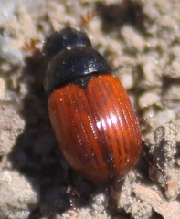 Aphodius pedellus