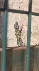 Podarcis muralis maculiventris