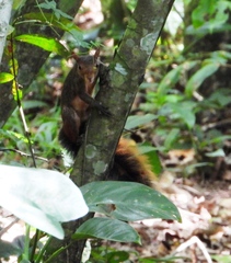 Sciurus spadiceus