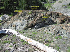 Polystichum kruckebergii