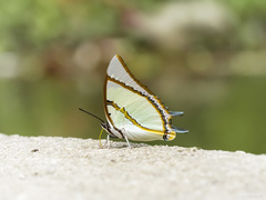 Polyura dolon