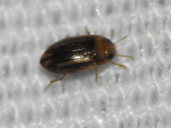 Neobidessus pullus