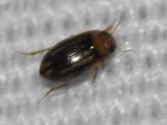 Neobidessus pullus