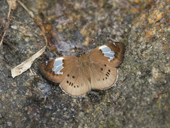 Coladenia buchananii